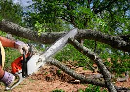 Reliable Carmel By The Sea, CA Tree Removal Solutions