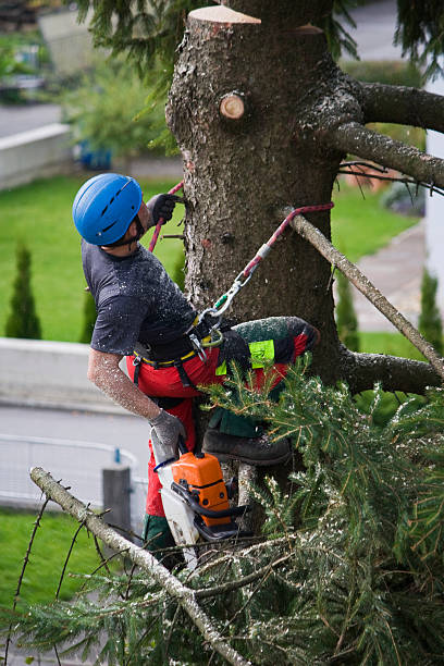 Best Firewood Processing and Delivery  in Rmel By The Sea, CA