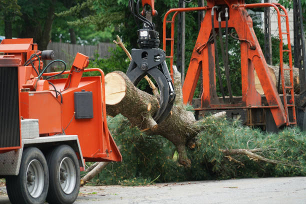 Best Emergency Tree Removal  in Rmel By The Sea, CA