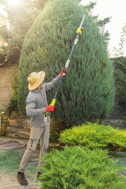 Best Tree Maintenance Programs  in Rmel By The Sea, CA