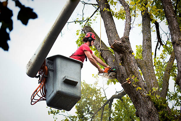 How Our Tree Care Process Works  in  Carmel By The Sea, CA
