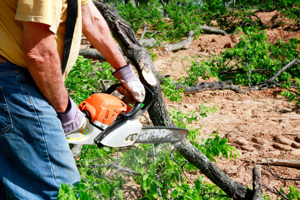 Lawn Drainage Solutions in Carmel By The Sea, CA