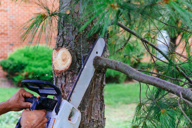 Best Root Management and Removal  in Rmel By The Sea, CA